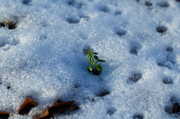 A small plant grows out of the snow