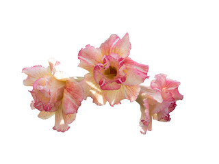 Isolated Adenium Obesum flowers or Desert Rose on white background. Other names include Sabi star,...