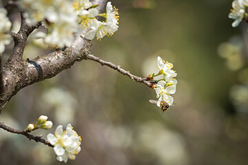 Bee on a blooming tree