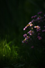 flowers in the garden
