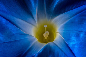 Picotee or Ivy Morning Glory (Ipomoea nil) Flower