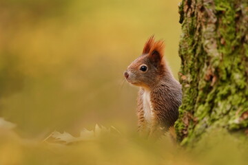 Portrait of a cute red squirrel. wildlife scene with european red squirrel.  Sciurus vulgaris
