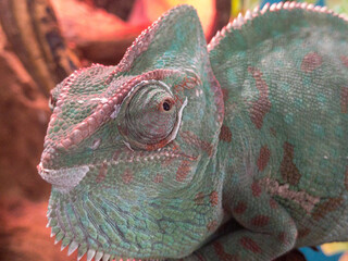 chameleon on a branch