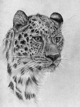 Leopardo, ritratto a matita