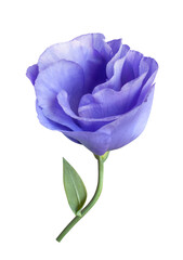 tender blue eustoma flower isolated