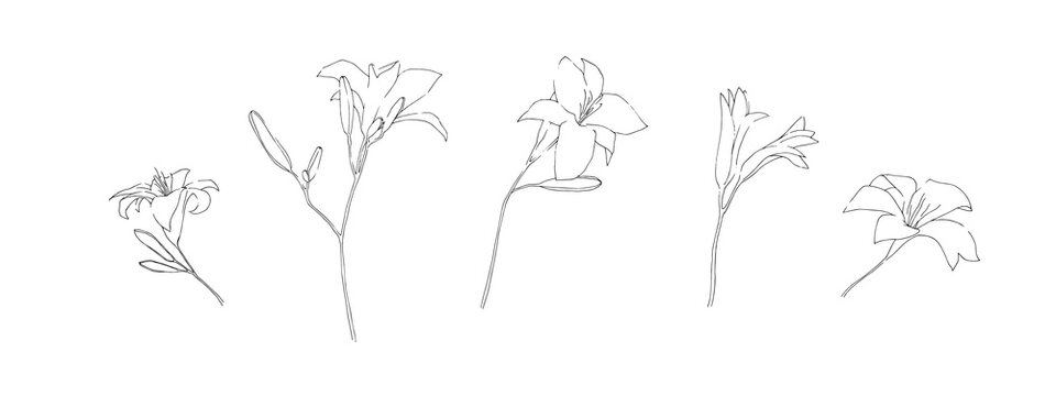 Hand drawn lily flower collection. Set of outline daylilies painted by ink. Black isolated garden sketch vector on white background. Herbal decorative print elements
