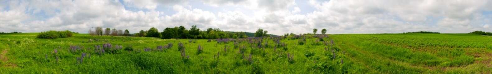 Bouquet of lupine summer flower background. Lupine fields with pink, purple and blue flowers. Beautiful wildlife, sunny summer. Panorama of blue flowers