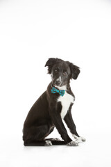 Border collie mix puppy wearing a bow tie sitting on a white background