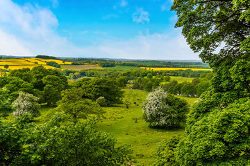 An English countryside in May; the bright yellow rapeseed contrasts with the greenery of tree and...