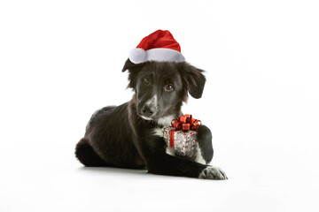 Border collie mix puppy wearing Santa hat and holding Christmas present