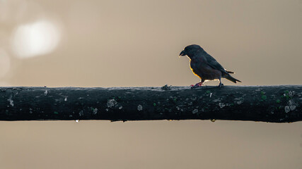 Female Red crossbill (Loxia curvirostra) in the forest. Contre-jour composition.