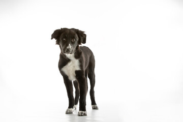 Obraz premium Border Collie puppy standing on white background with copy space