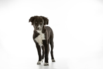 Border Collie puppy standing on white background with copy space