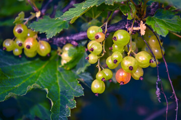 Red currant berries on a branch against a background of green foliage.