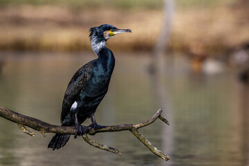 Kormoran (Phalacrocorax carbo)