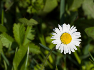 daisy flower in the fresh green grass