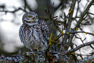 Steinkauz (Athene noctua)