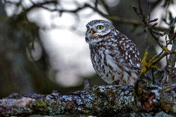 Steinkauz (Athene noctua)