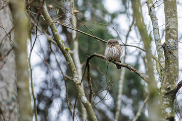 Sperlingskauz (Glaucidium passerinum)