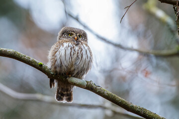 Sperlingskauz (Glaucidium passerinum)