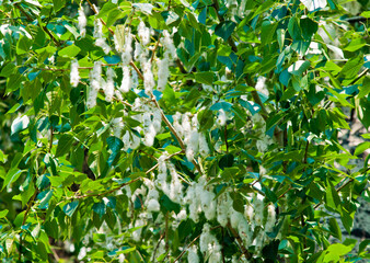 branch with poplar fluff in summer day