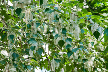 branch with poplar fluff in summer day