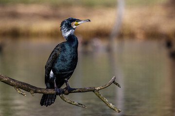 Kormoran (Phalacrocorax carbo)