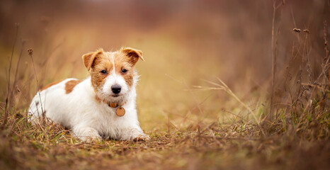 Cute obedient happy jack russell terrier dog puppy listening in the grass. Pet training concept, web banner.