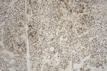 Texture of a white wall in black mold, close-up