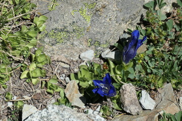 Gentiane alpine