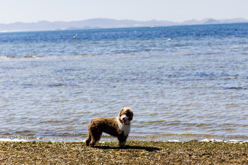 perro pastor de agua en la playa con el mar y las montañas de fondo