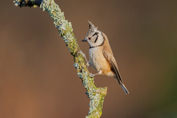 hooded on the wood branch