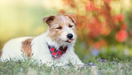 Happy small cute dog puppy smiling and licking mouth in the grass with flowers. Pet holiday, greeting card, summer, spring concept.