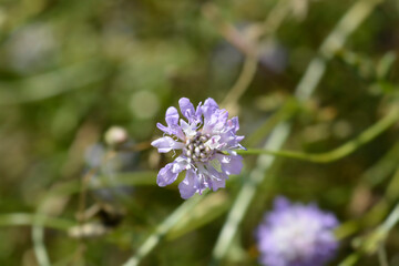 Transylvanian scabious