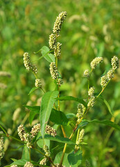 Weeds of Persicaria lapathifolia grow in the field