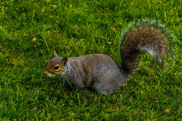A friendly grey squirrel comes out to play in a meadow in Derbyshire, UK on a sunny summer day