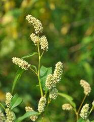 Weeds of Persicaria lapathifolia grow in the field