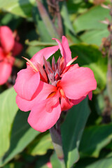 Fototapeta na wymiar Canna lily Tropical Rose