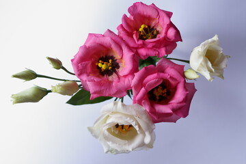 Beautiful pink and white flowers - eustoma, lisianthus or prairie gentian