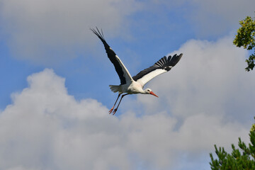 Une cigogne en vol plein ciel