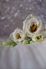 Beautiful white flowers - eustoma, lisianthus or prairie gentian	