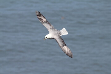 Gliding Fulmar