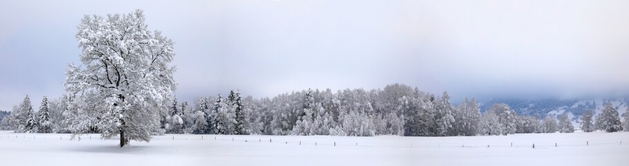 Goymoos - Allgäu - Winter - Panorama - Bäume - Schnee