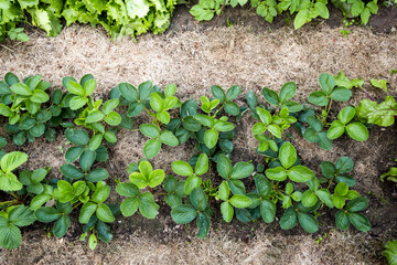 Strawberry plants planted in the farmer‘s field in springtime, plants on the straw of haulm  background, agriculture concept, top view