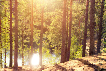Pine forest on the shore of a forest lake at sunset. Summer landscape - obrazy, fototapety, plakaty