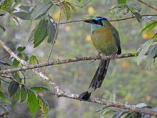 Blue Crowned Motmot