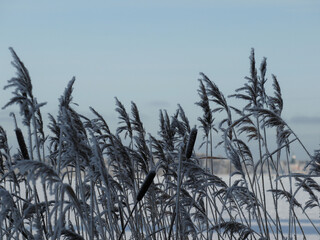 Blue winter colors, gry reeds in the morning on blue sky for natural background