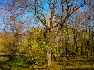 Fototapeta premium trees in the autumn park