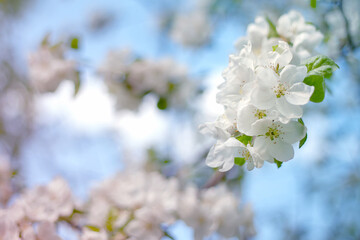 Pink and white apple tree flowers in the sunlight outdoors. Spring flowering. Blurred bokeh background.