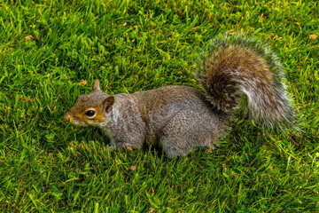 A friendly grey squirrel alert in the grass in a meadow in Derbyshire, UK on a sunny summer day